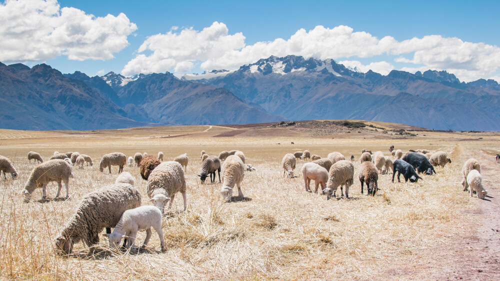 Life-of-Pix-free-stock-photos-sheeps-mountain-landscape-field-BlakeVerdoorn-(1)